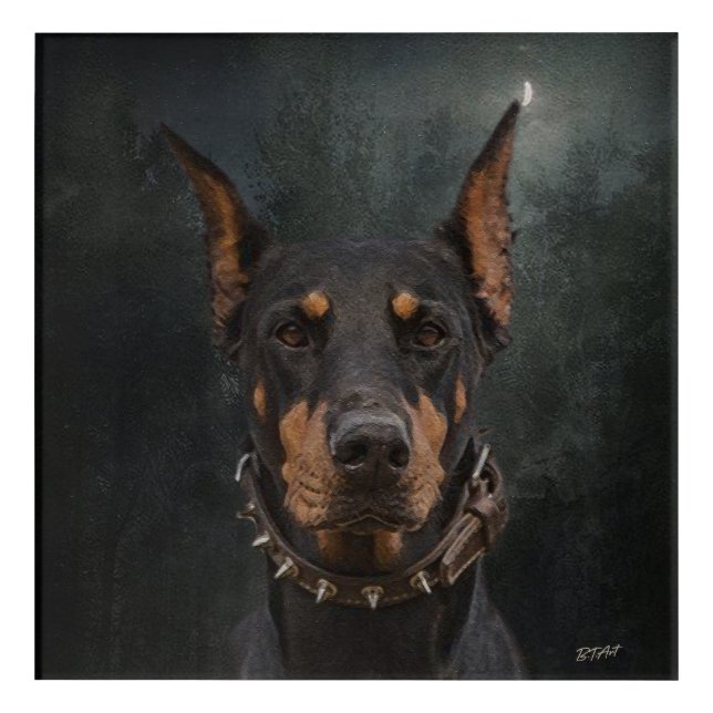 Doberman Pinscher   Acrylic Print (Front)