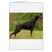 doberman pinscher black full (Front)