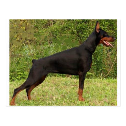 Doberman Cards - Greeting & Photo Cards | Zazzle