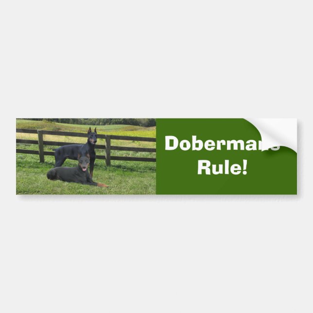 Doberman Pinscher Buddies Bumper Sticker (Front)