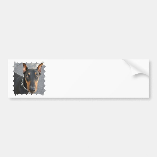 Doberman Pinscher Bumper Sticker (Front)