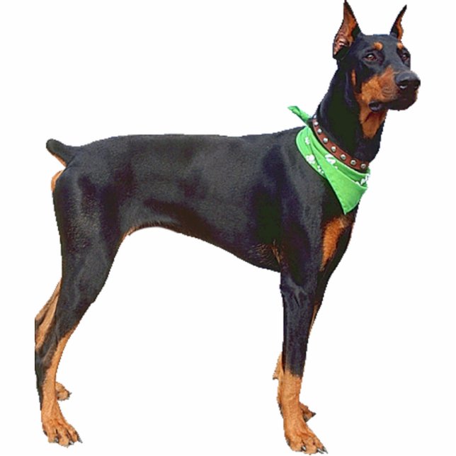 Doberman Pinscher Cutout (Front)