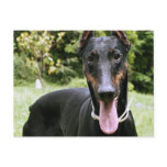 Doberman Pinscher Dog Postcard