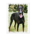 Doberman Pinscher Dog  Postcard