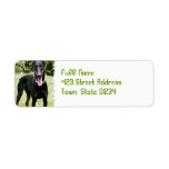 Doberman Pinscher Dog Return Address Label