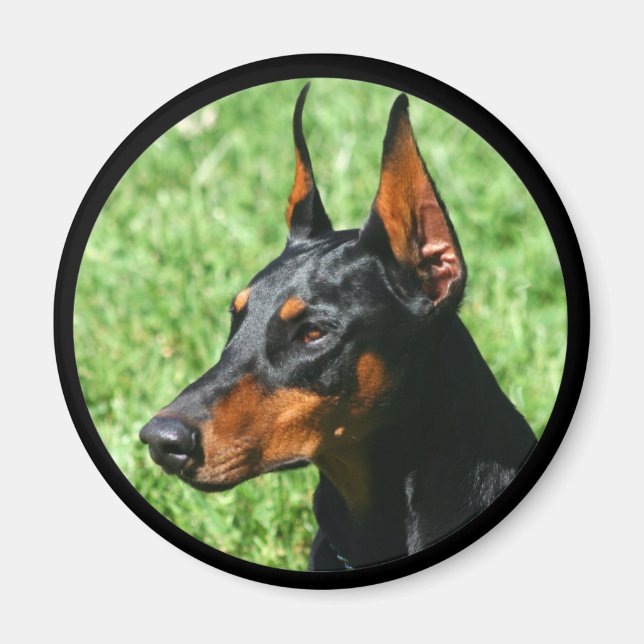 doberman pinscher magnet (Front)