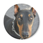 Doberman Pinscher Magnet