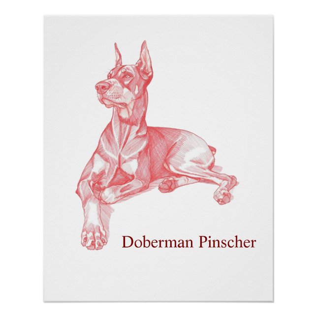 Doberman Pinscher Pencil Drawing Portrait Poster (Front)