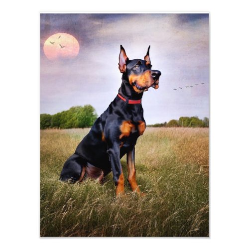 Doberman Pinscher Photo Print