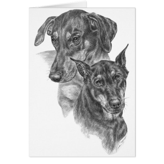 Doberman Pinscher Portrait Drawing by Kelli Swan Cards (Front)