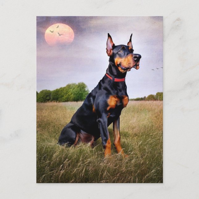 Doberman Pinscher Postcard (Front)