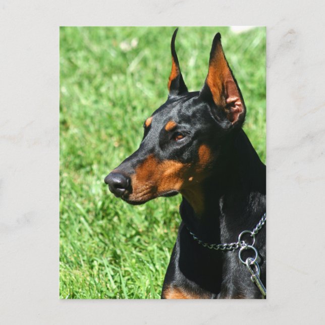 Doberman Pinscher postcard (Front)