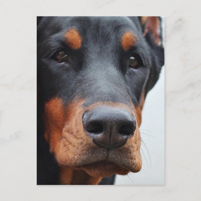 Doberman Pinscher Postcard (Front)