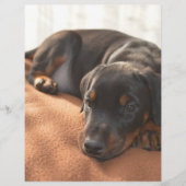 doberman-pinscher-puppy (Front)