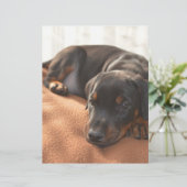 doberman-pinscher-puppy (Standing Front)