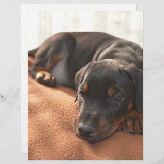 doberman-pinscher-puppy (Front/Back)