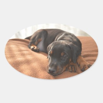 Doberman-pinscher-puppy Oval Sticker by BreakoutTees at Zazzle