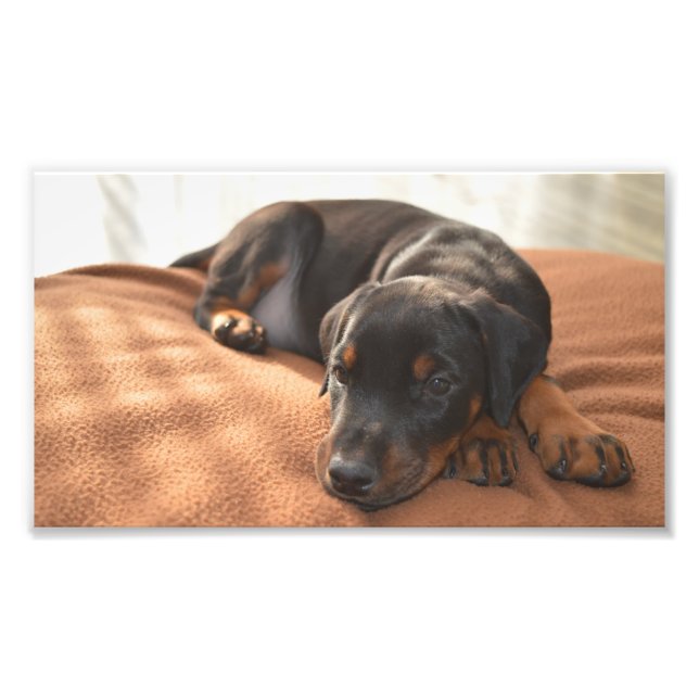 doberman-pinscher-puppy photo print (Front)