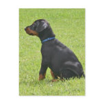 Doberman Pinscher Puppy Postcard