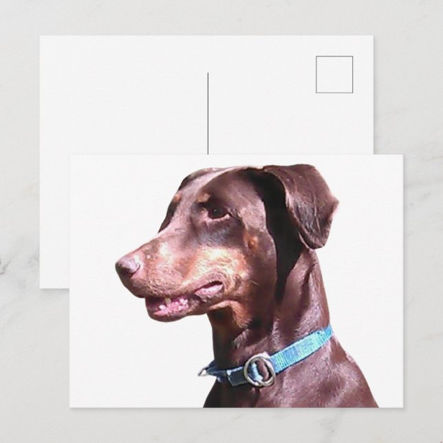 Doberman Pinscher Red Postcard (Front/Back)