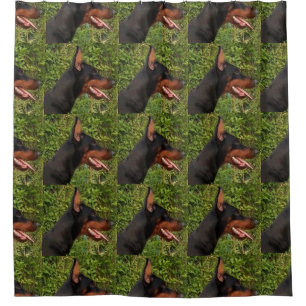 doberman pinscher shower curtain