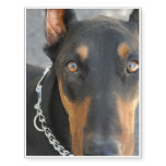 Doberman Pinscher Temporary Tattoos