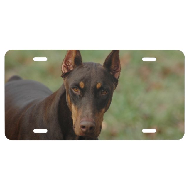 Doberman Plate. Vanity Doberman plate (Front)