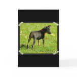 Doberman Puppies Greeting Card