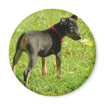 Doberman Puppies Round Magnet