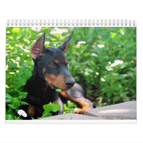 Doberman Puppy Calendar