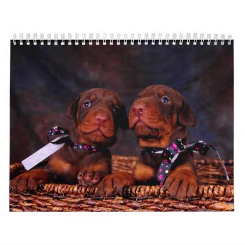 Doberman Puppy Calendar 2012