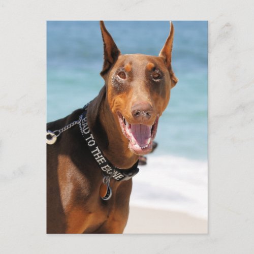 Doberman _ Red _ Bad to the Bone Postcard