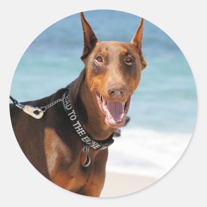 Doberman   Red   Bad to the Bone Round Stickers