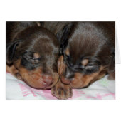 Doberman Sleeping (Front Horizontal)