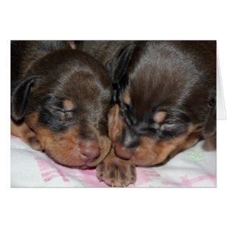 Doberman Sleeping Cards