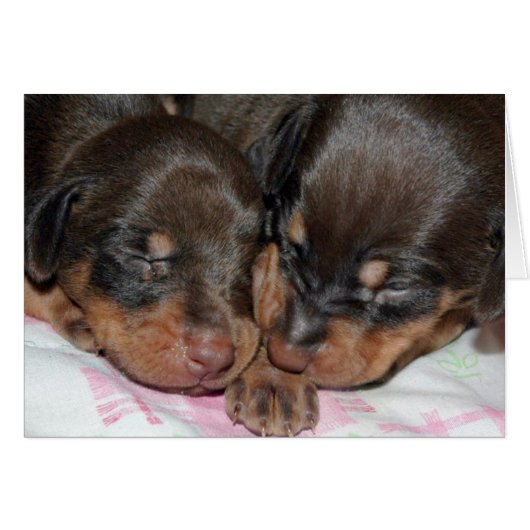Doberman Sleeping Cards (Front Horizontal)