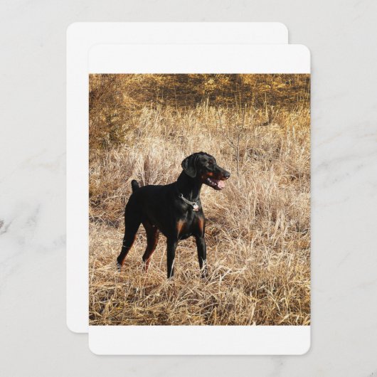 Dobermann_Bruno.png (Front/Back)