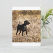 Dobermann_Bruno.png (Standing Front)