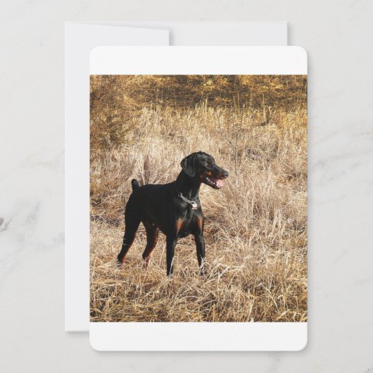 Dobermann_Bruno.png (Front)