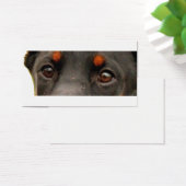 dobie eyes (Desk)