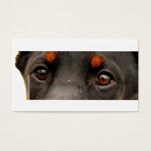 dobie eyes (Front)