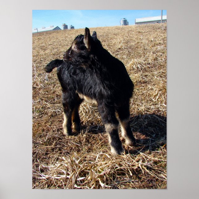 Dobie Poster (Front)