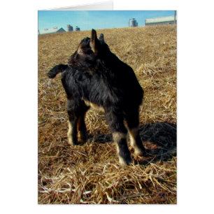 Dobie the Goat Kid Cards