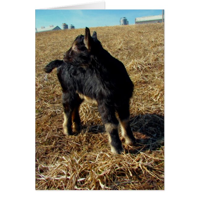 Dobie the Goat Kid Cards (Front)