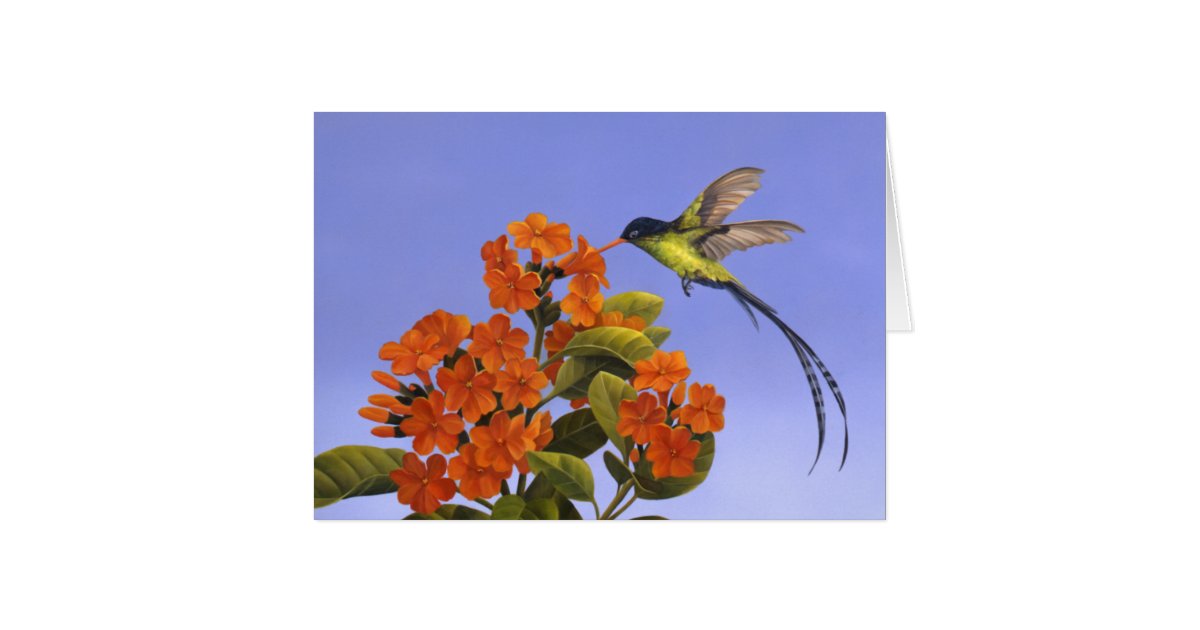 Doctorbird - National bird of Jamaica Card | Zazzle.com
