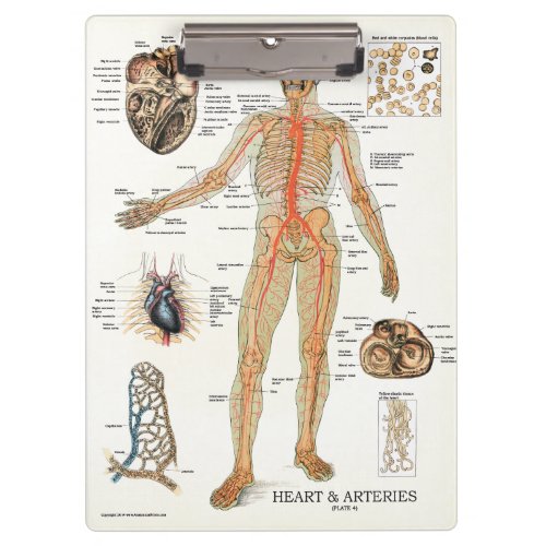 Doctors Office Heart Anatomy Clipboard