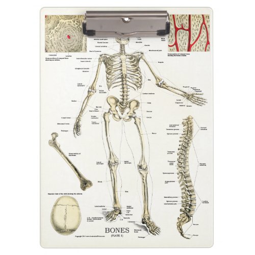 Doctors Office Skeleton Anatomy Clipboard