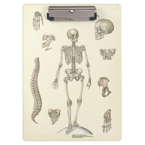 Doctors Office Skeleton Anatomy Clipboard