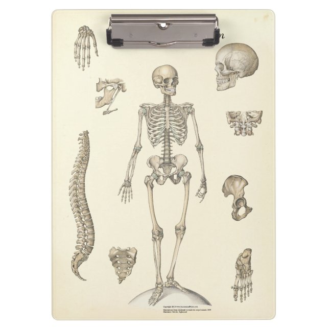 Doctors Office Skeleton Anatomy Clipboard (Front)