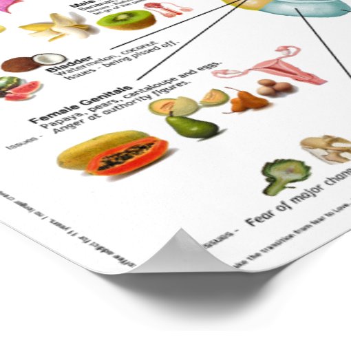 doctrine-of-food-signatures-poster-zazzle